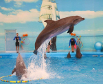 Dolphin Show Phuket