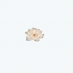 Lotus @ Queensway Medical