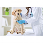 Park Hills Animal Hospital